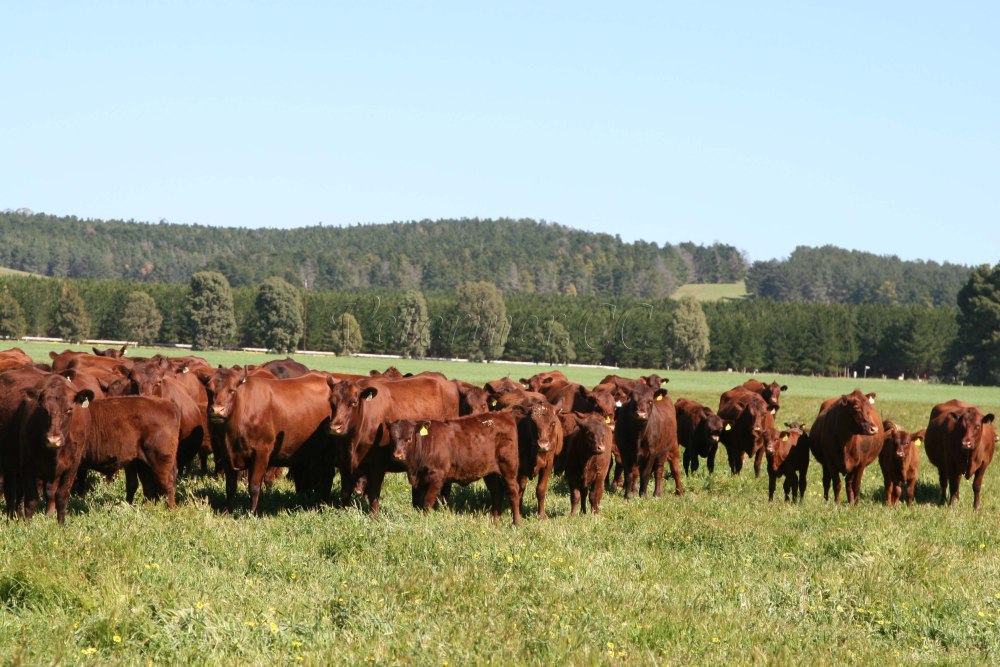 Red poll