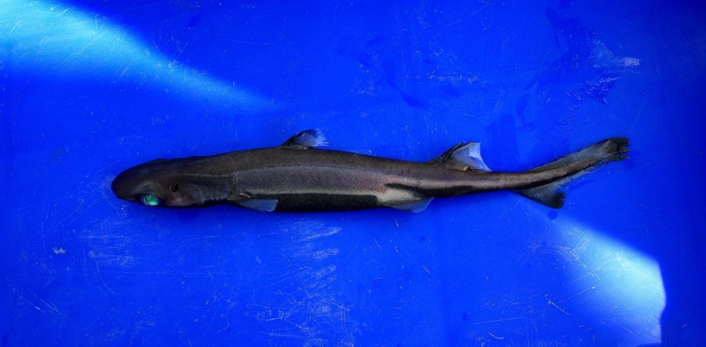 Акулы Etmopterus perryi