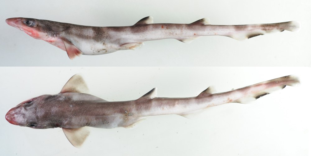 Кошачья акула семейства Scyliorhinidae