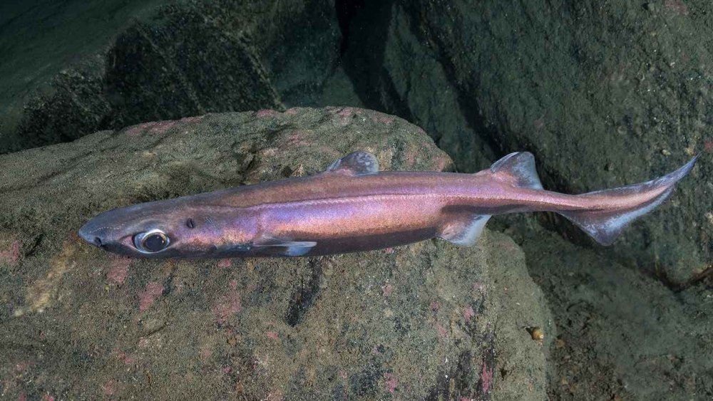 Laila’s lanternshark