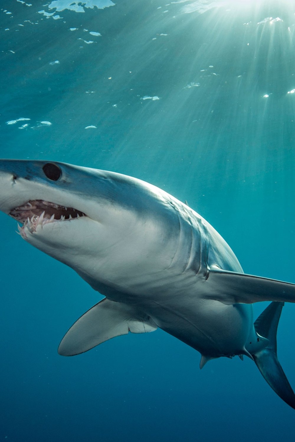 Mako Shark