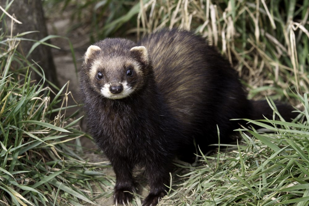Mustela putorius