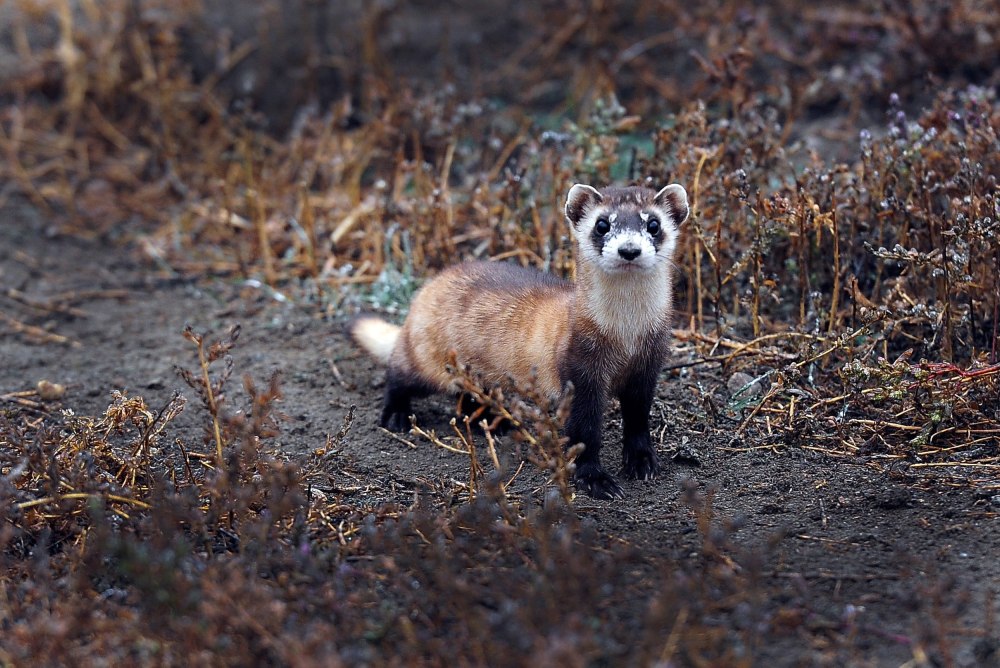Черноногий хорек (Mustela nigripes)