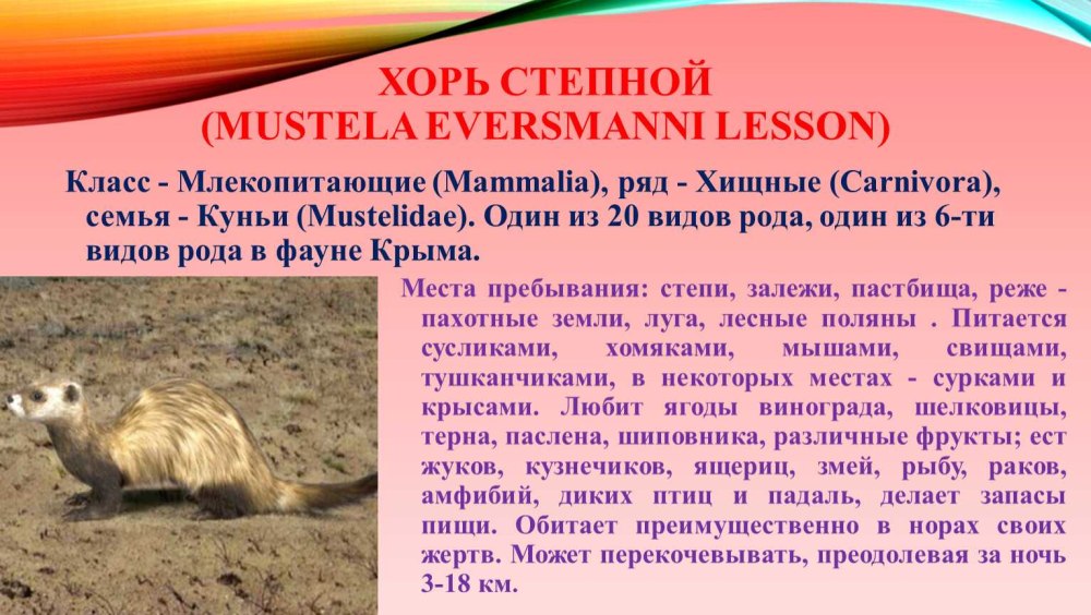 Амурский Степной хорь красная книга
