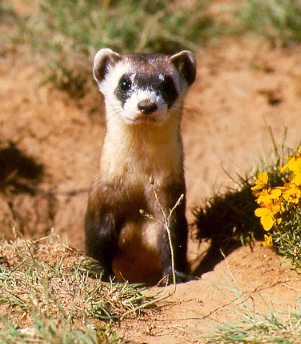 Mustela eversmanni