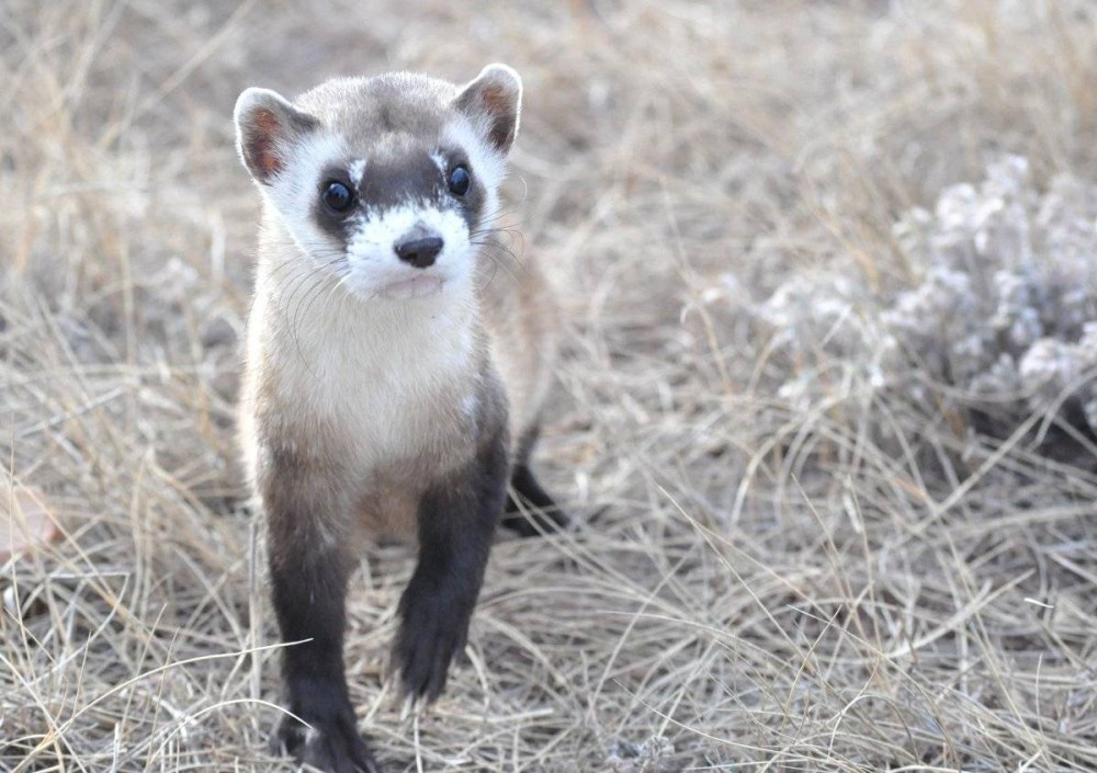Хорёк Степной (лат. Mustela eversmanni)