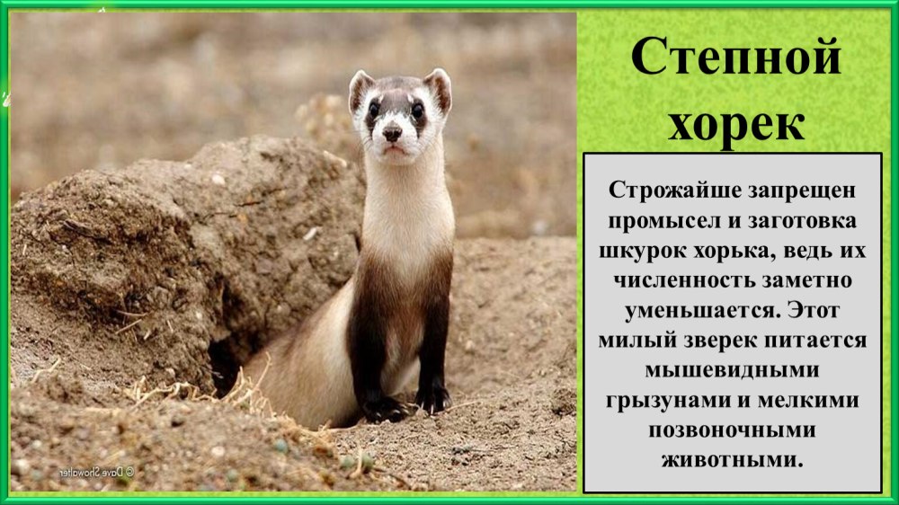 Амурский Степной хорь красная книга России