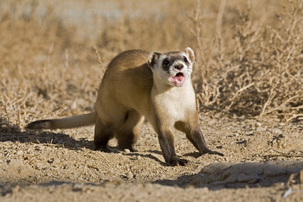 Хорёк Степной (лат. Mustela eversmanni)