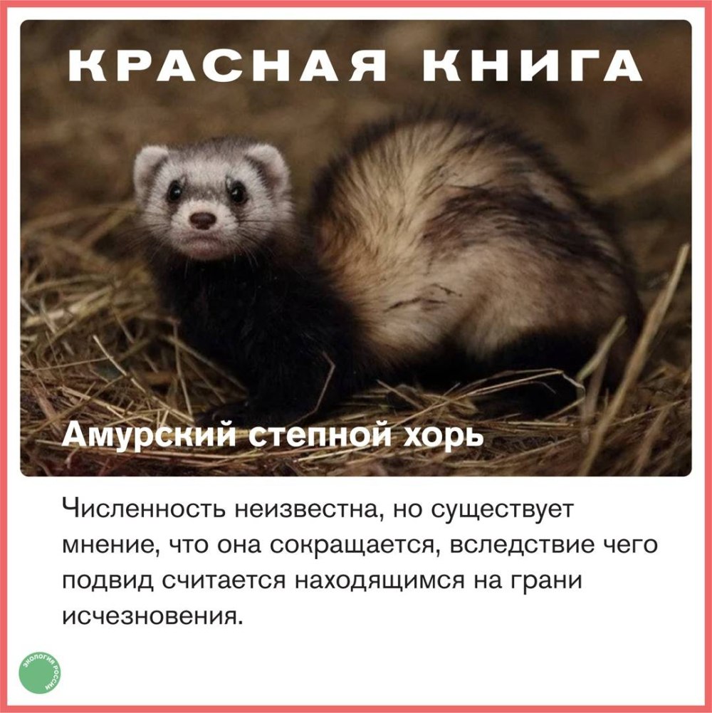 Амурский Степной хорь красная книга