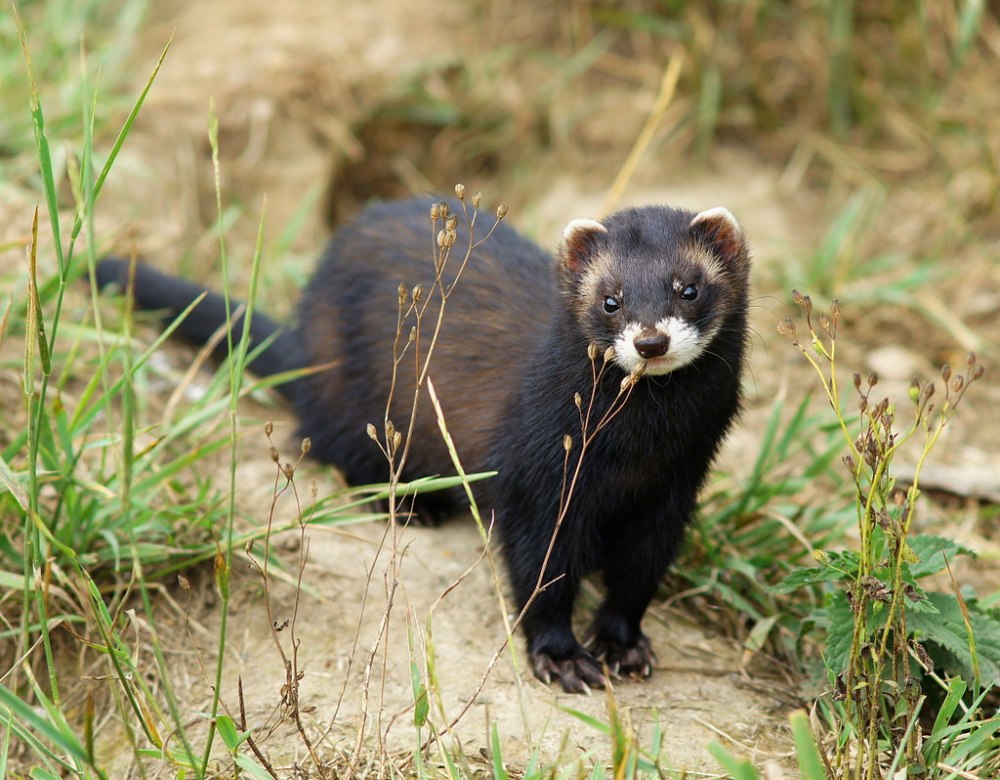 Лесной хорек Mustela putorius