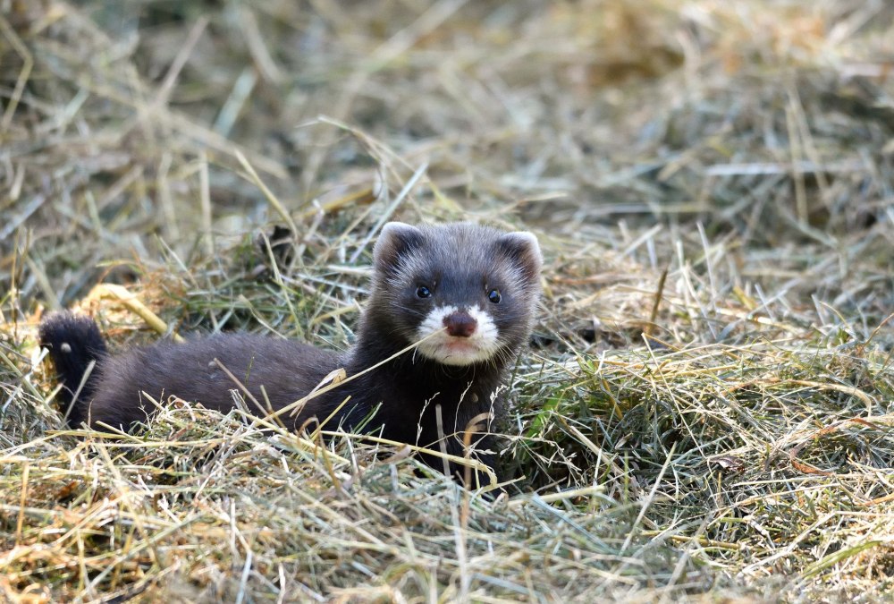 Хорёк Степной (лат. Mustela eversmanni)