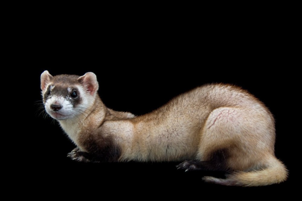 Черноногий хорек (Mustela nigripes)