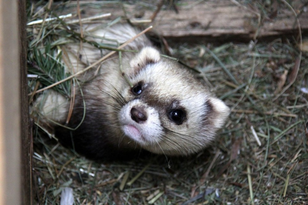 Светлый хорь – Mustela eversmanni