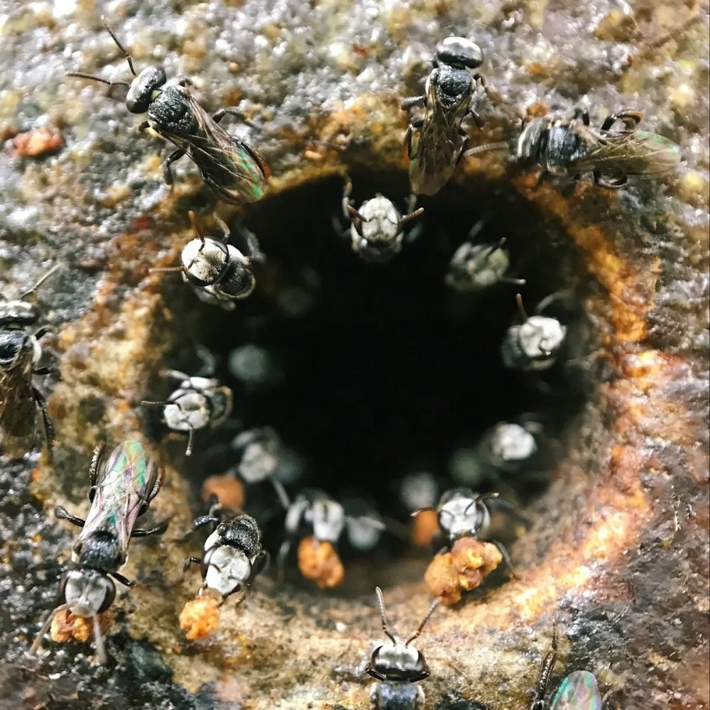 NASA Bees