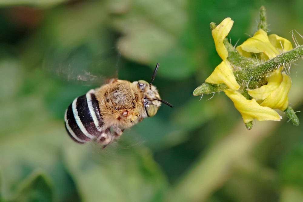 Amegilla cingulata