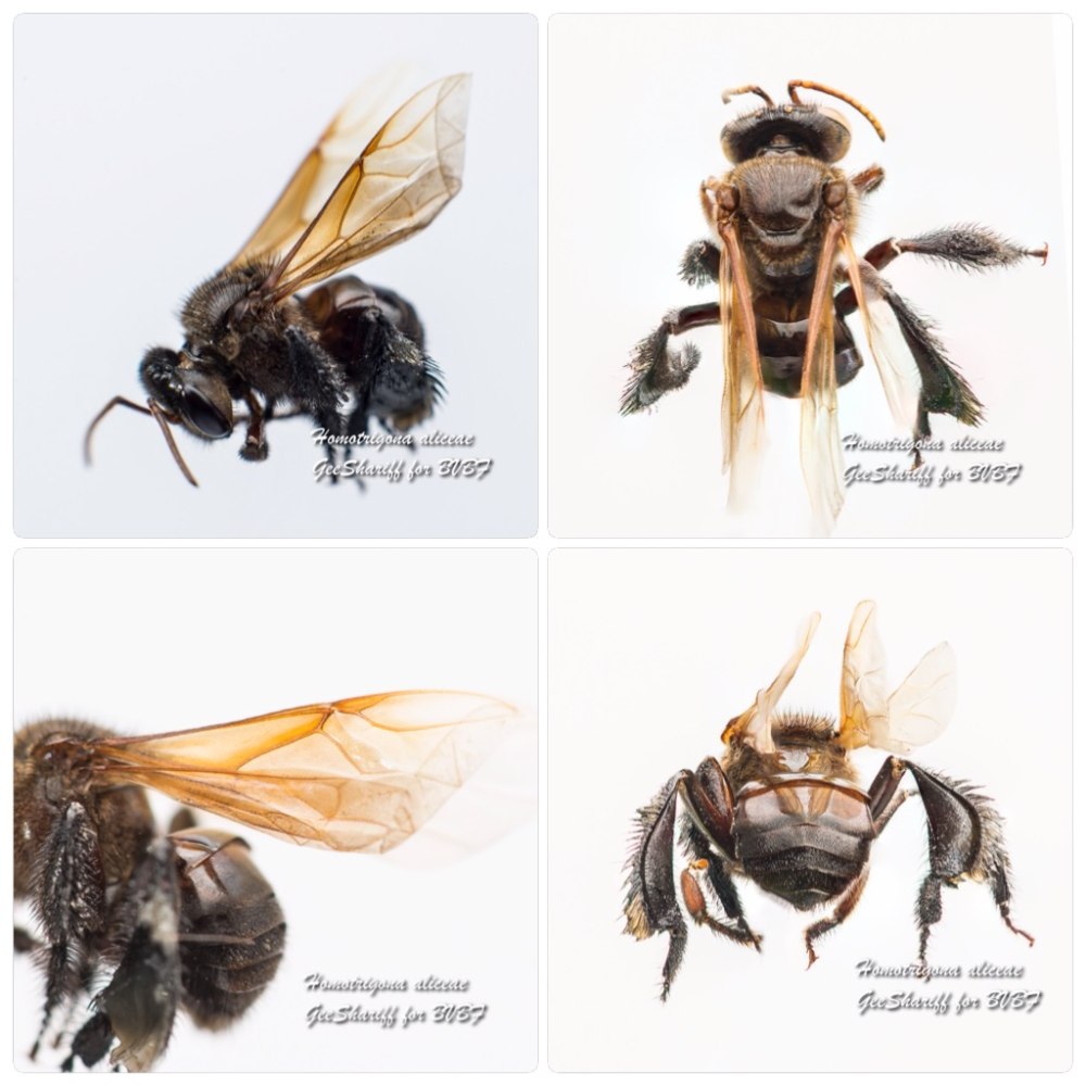 Stingless Bees