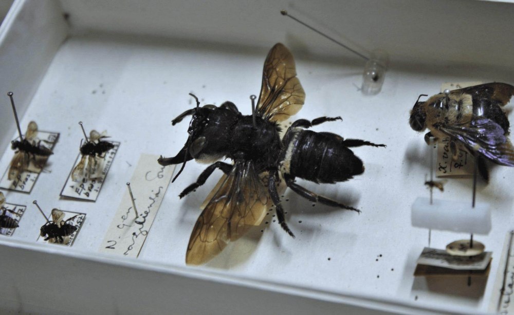Уоллеса (Megachile Pluto),