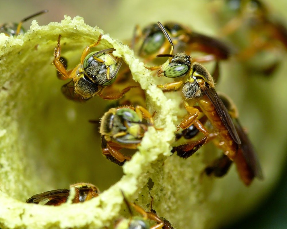 Are there Honey in Wasp Nest?