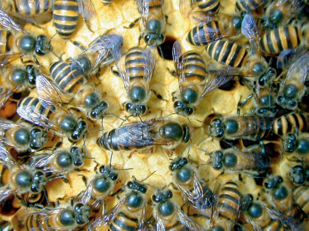 Средняя индийская пчела (APIS cerana