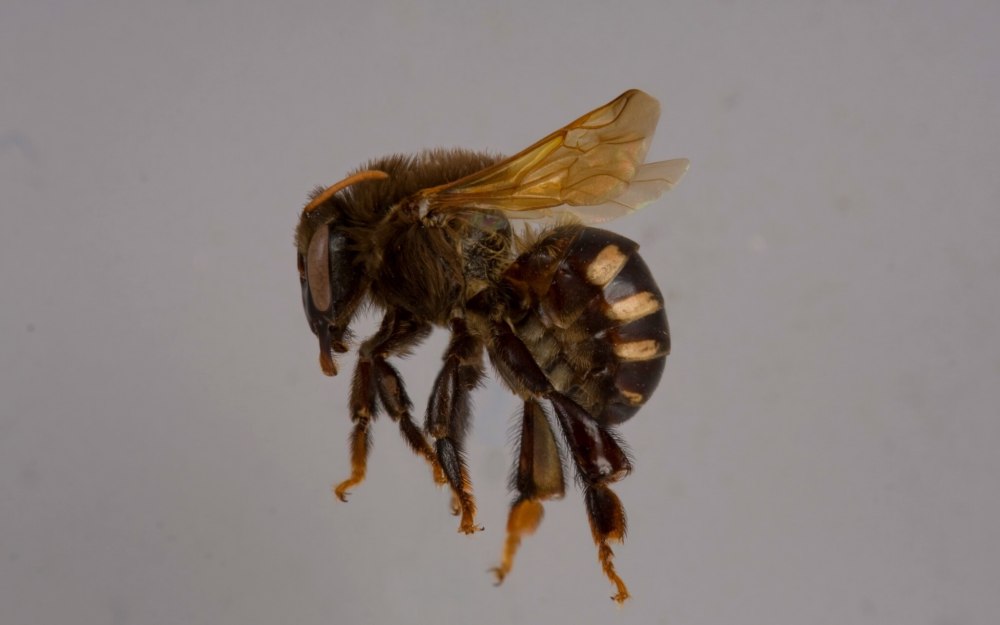 Melipona beecheii