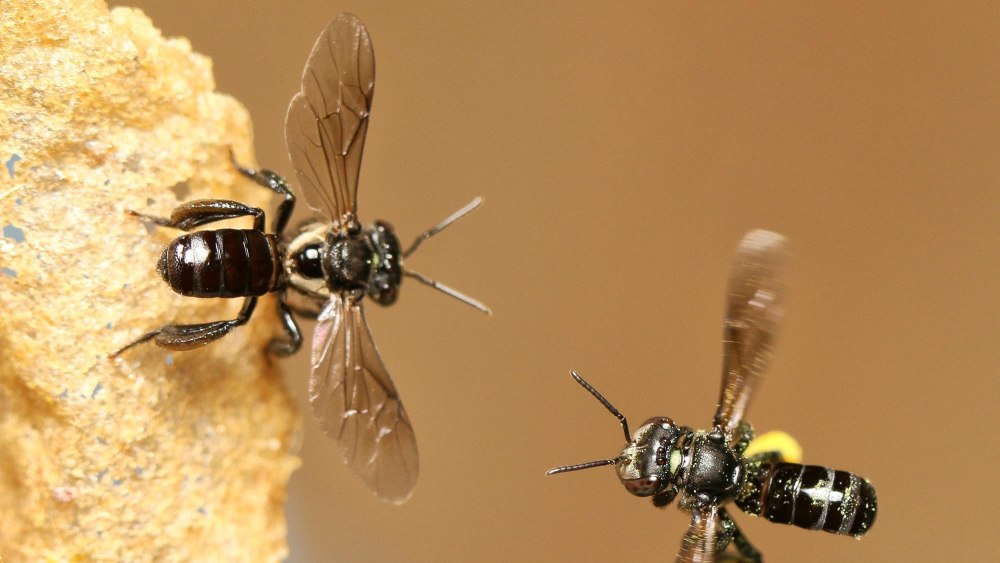 Stingless Bee