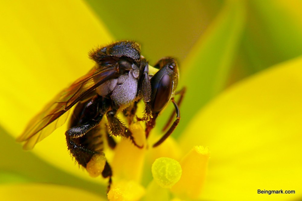 Stingless Bee