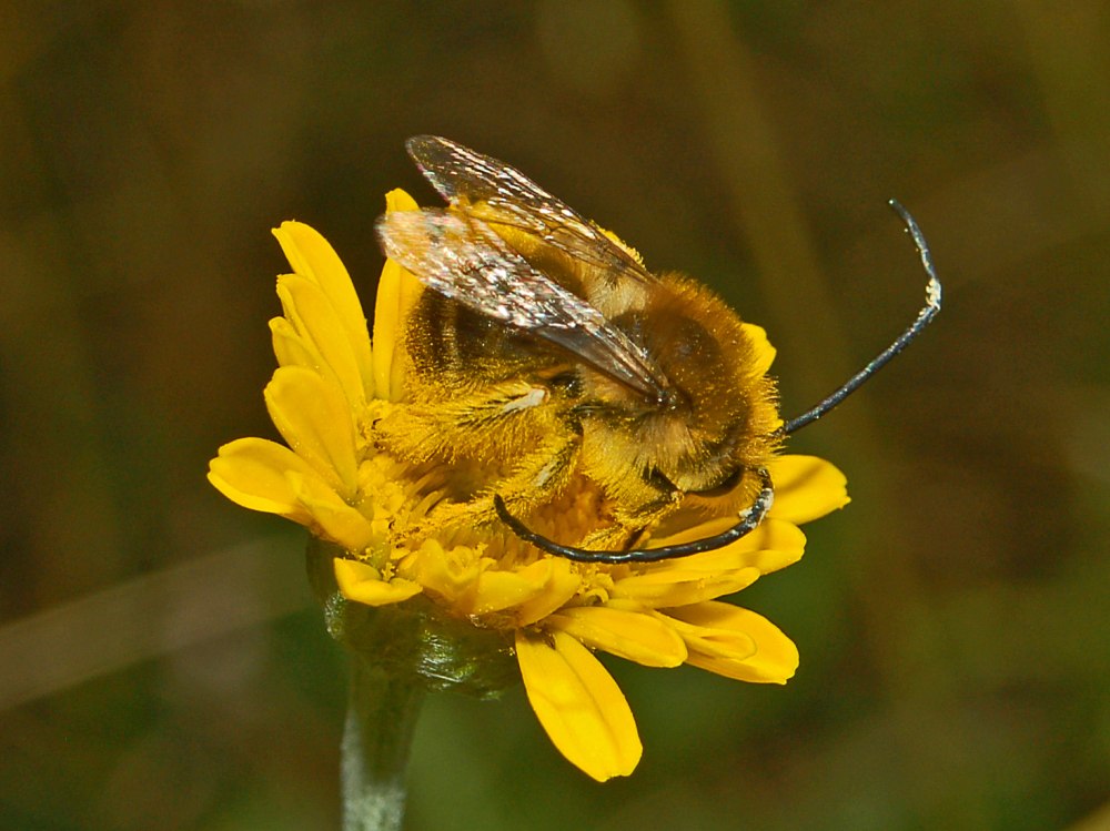 Семейства Apidae
