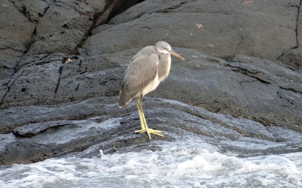 Западная рифовая цапля Egretta gularis