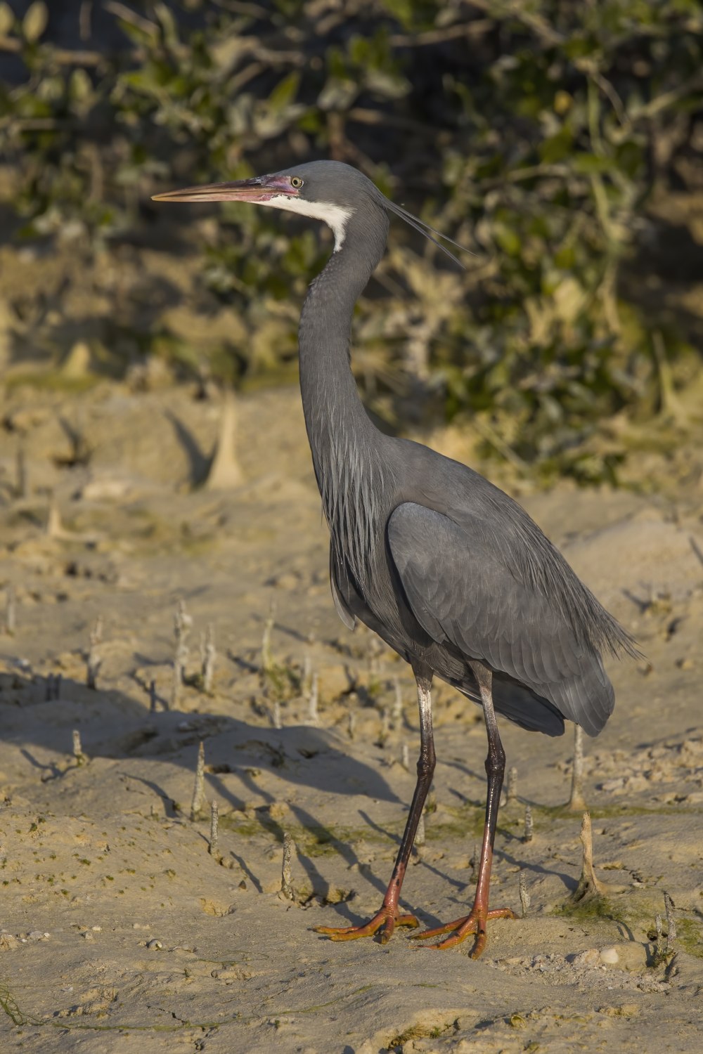 Egretta gularis