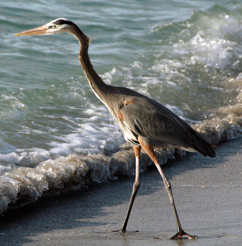 Great Blue Heron Ardea herodias Dark Morph