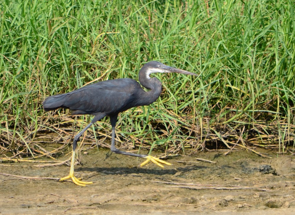Западная рифовая цапля Egretta gularis