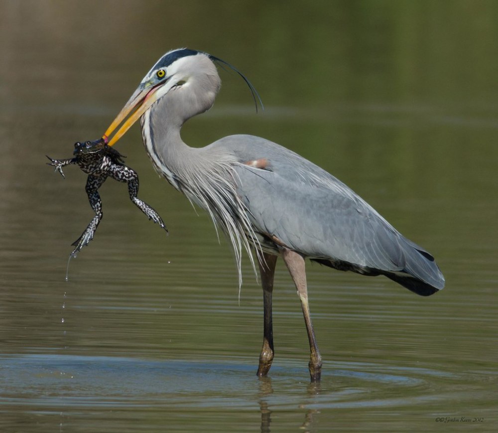 Great Blue Heron (Ardea herodias)
