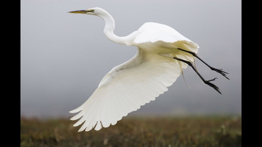 Большая белая цапля (Ardea Alba)