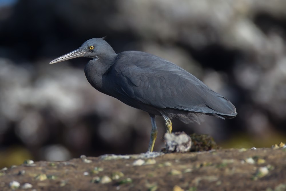 Pacific Reef Heron