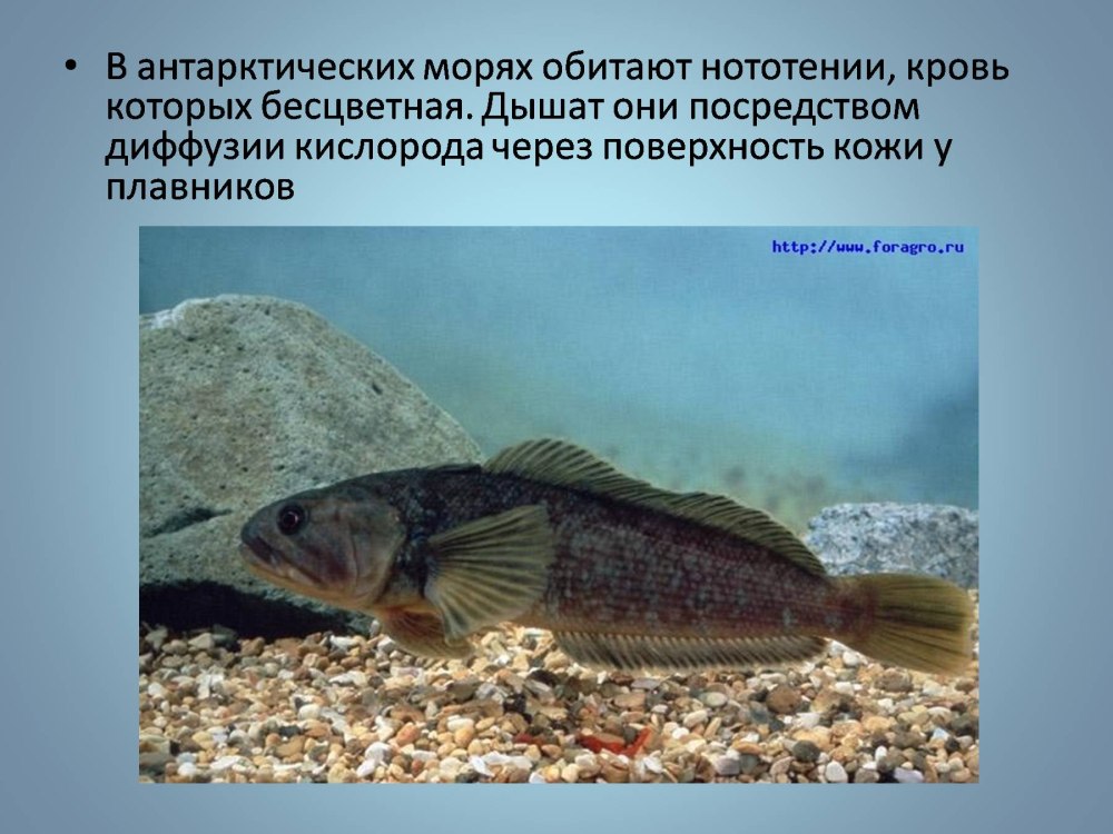 Длиннопёрая нототения