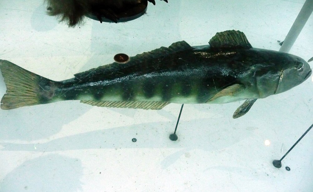 Dissostichus mawsoni