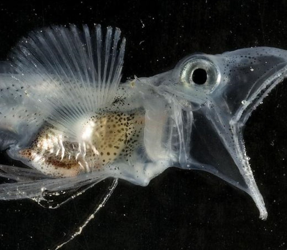 Chaenocephalus aceratus