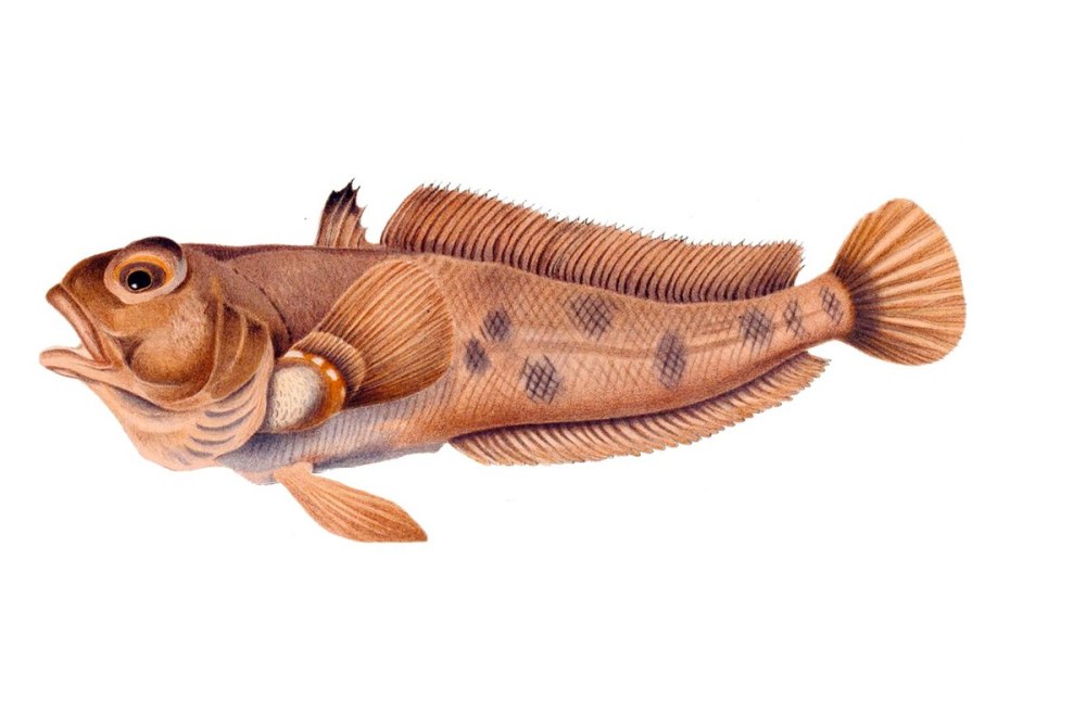 Trematomus bernacchii