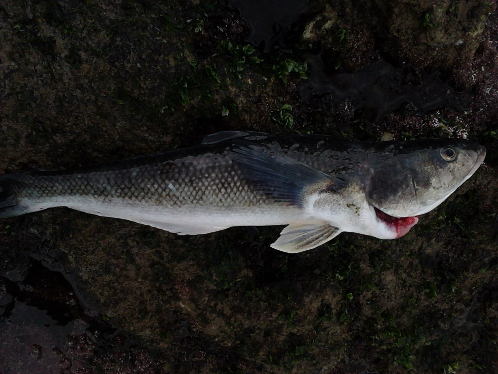 Eleginops maclovinus