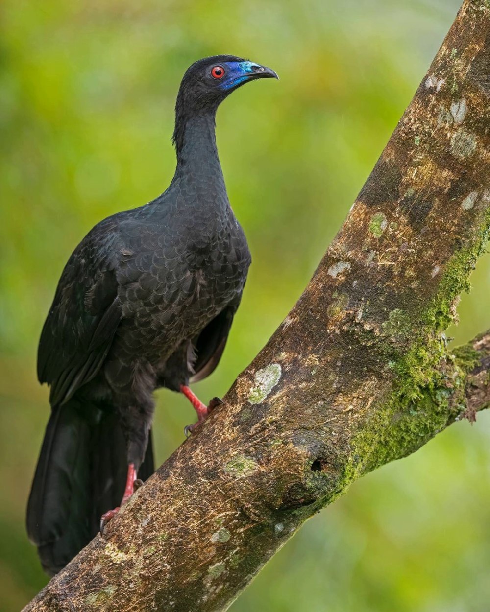 Black Guan фото