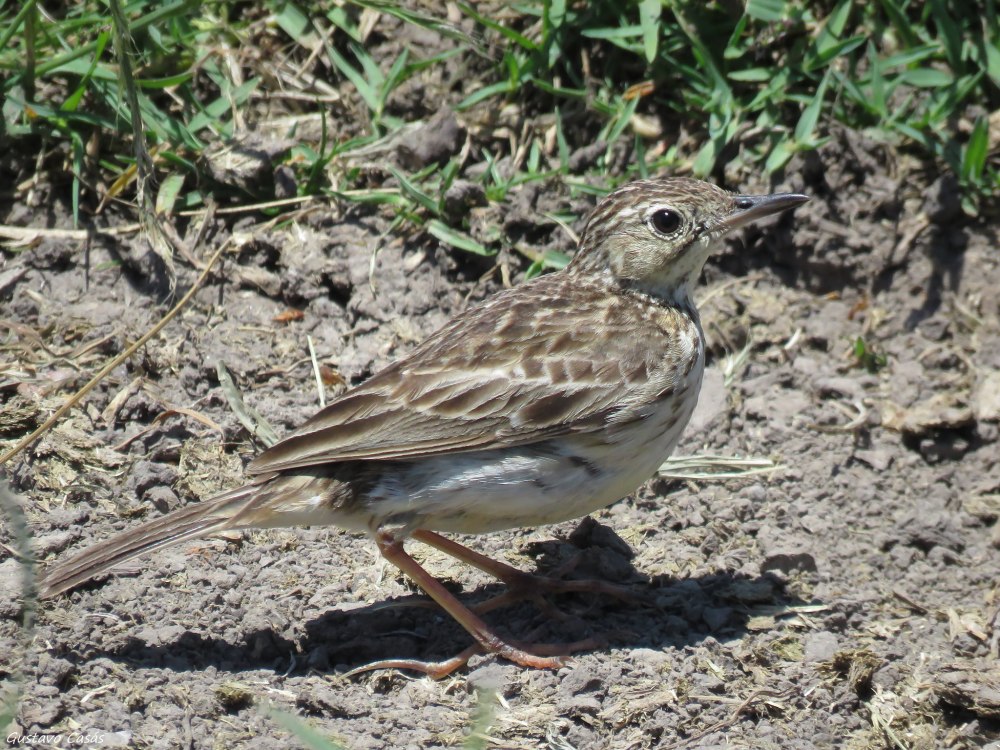 Буроспинный гигантский конёк Anthus leucophrys