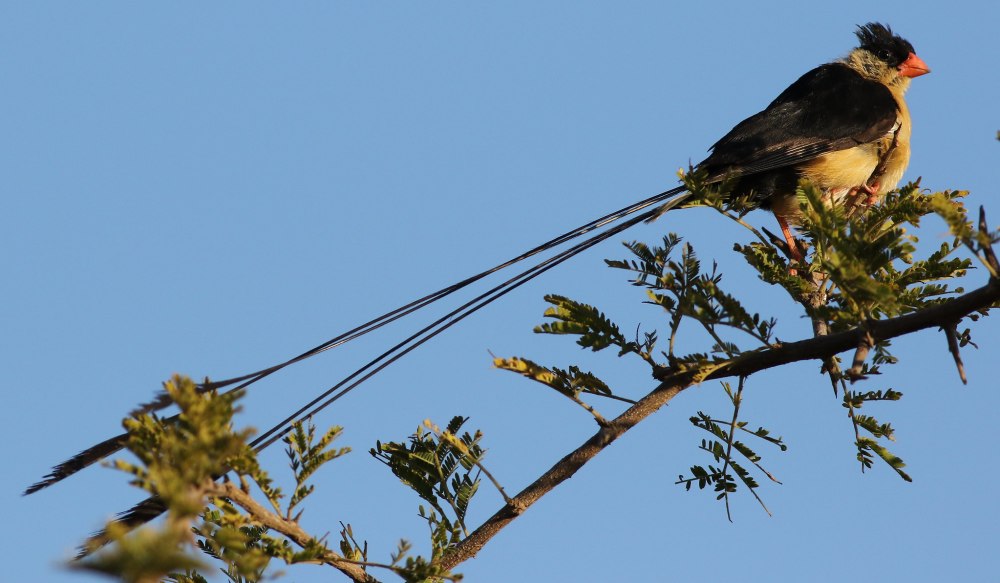 Shaft-tailed Whydah PNG