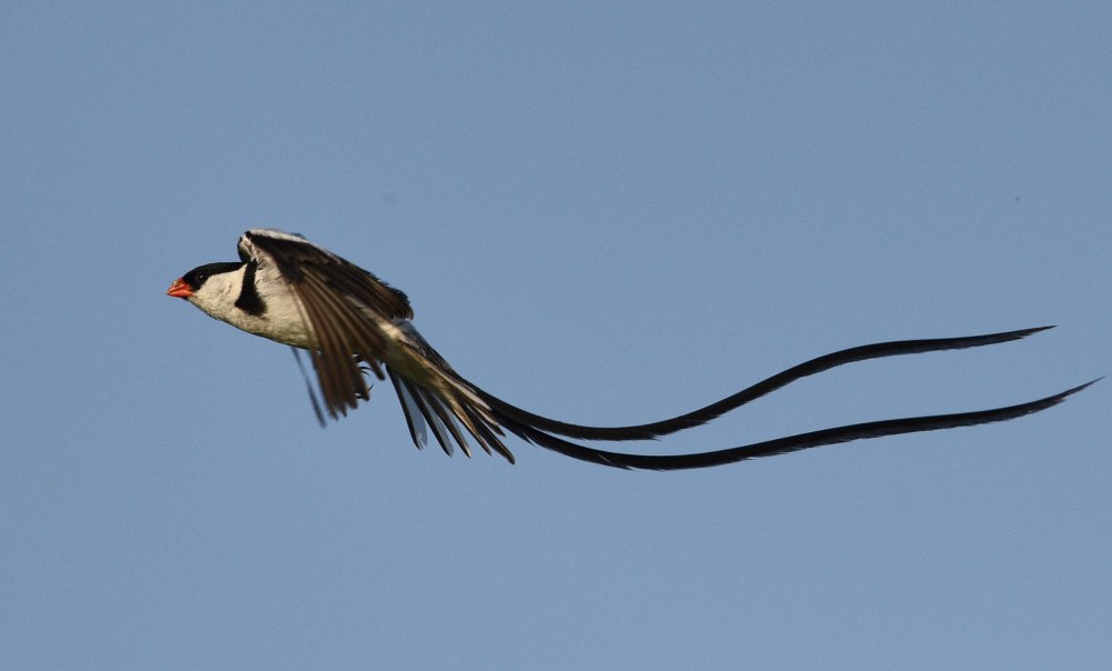 Vidua macroura
