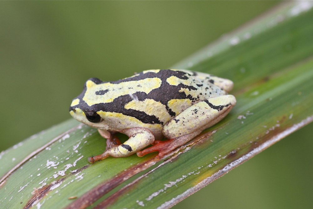 Hyperolius marmoratus