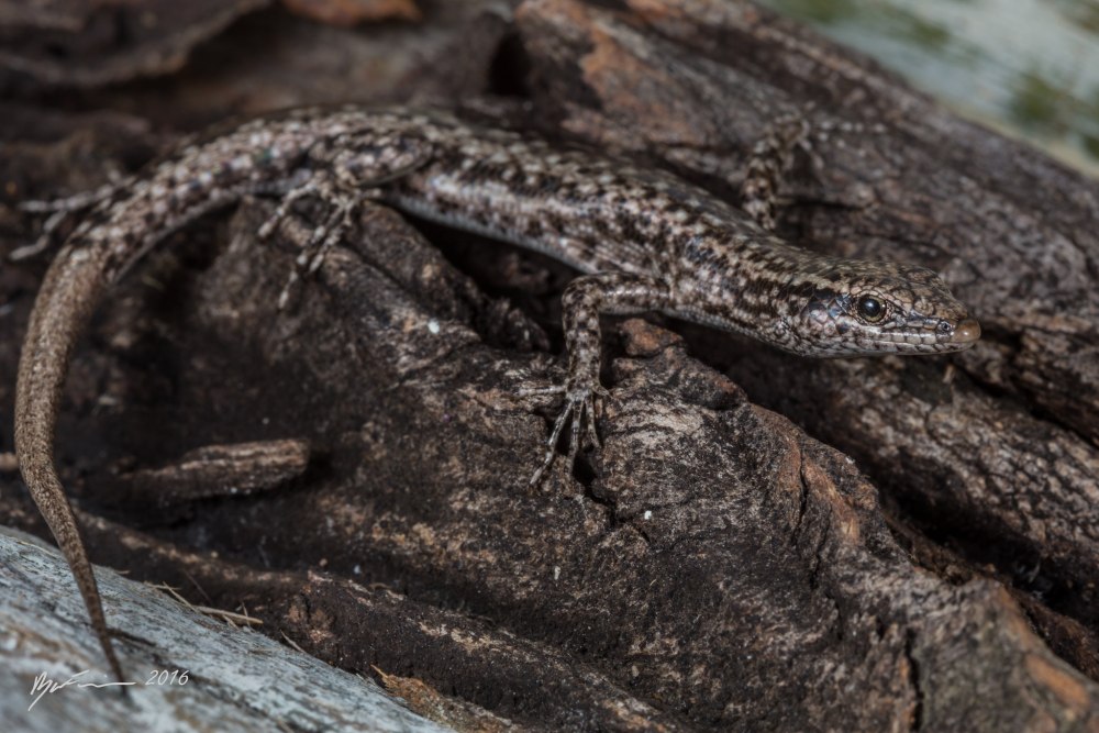 Cryptoblepharus nigropunctatus