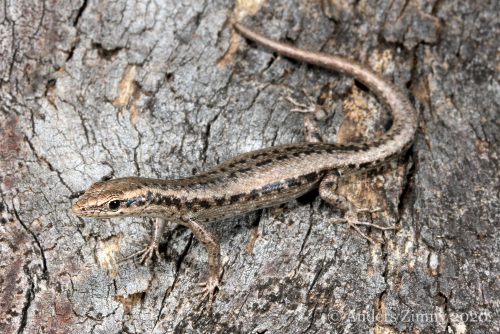Cryptoblepharus Egeriae