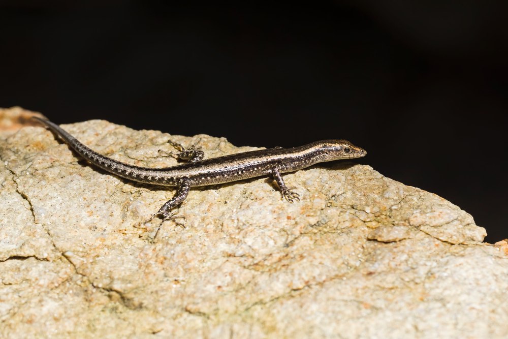 Сцинк Cryptoblepharus nigropunctatus