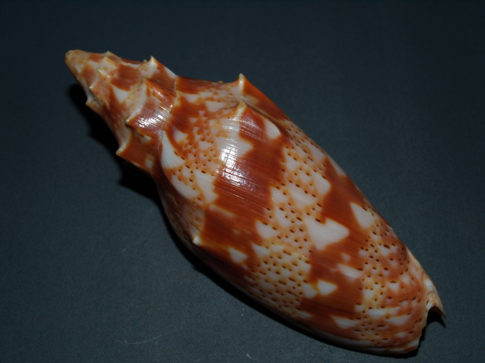 Cymbiolacca pulchra woolacottae