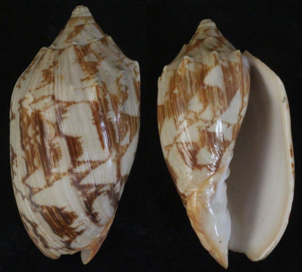 Cymbiola Nobilis