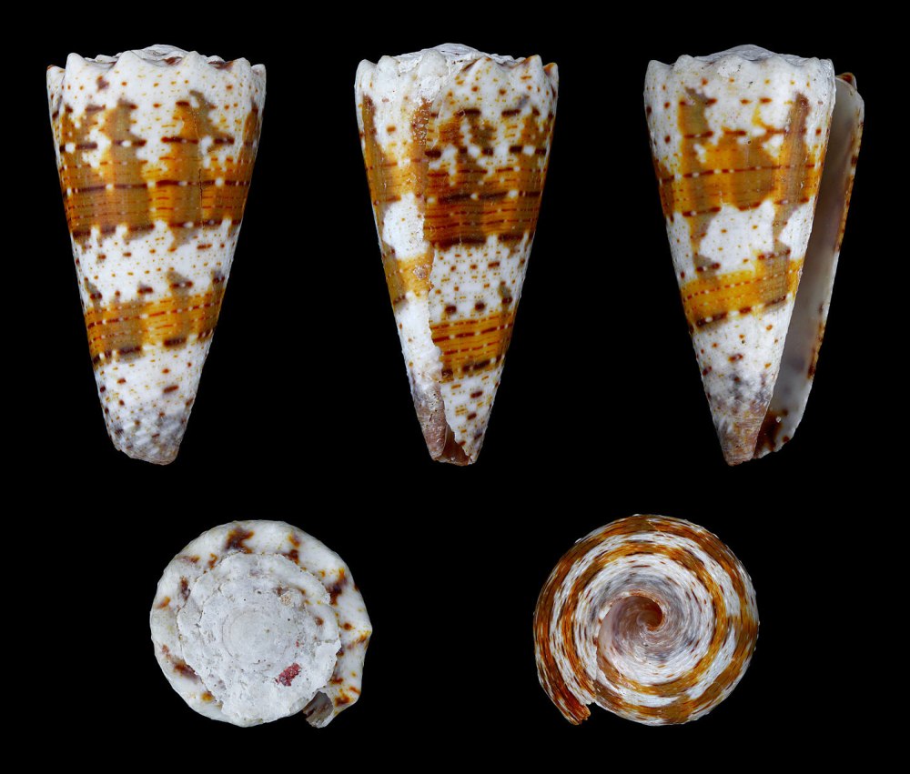 Ракушка conus cedonulli